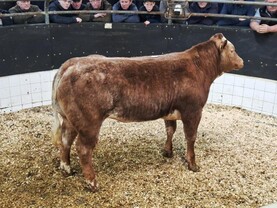 Heifer weanlings sell to top call of €4,220 in Elphin