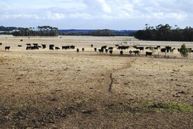 Australian sheep numbers in decline