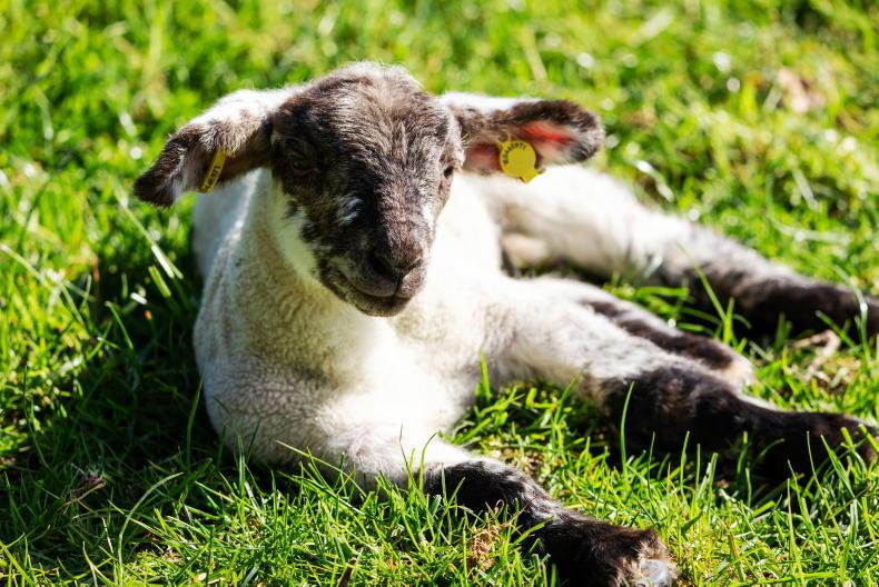 Lambing well under way, with attention turning to silage on Tullamore farm