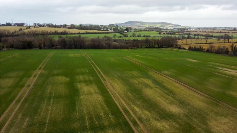 Watch: 'it’s all duck or no dinner' with winter wheat