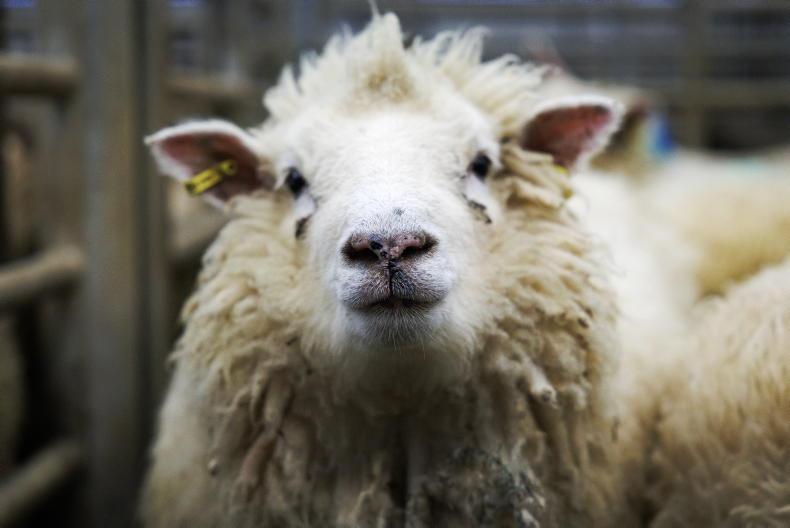 Watch: this week in photos as marts, key events and fieldwork unfold