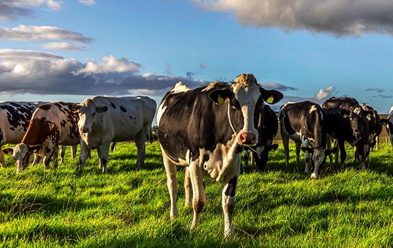 Syngenta’s Casper® continues to raise the bar for grassland weed control