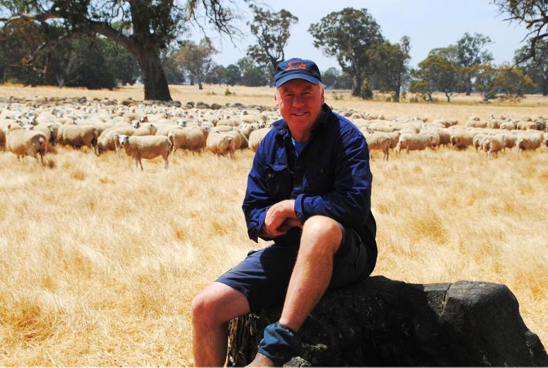 ‘Don’t go near them’: why Australian farmers go on holidays during lambing