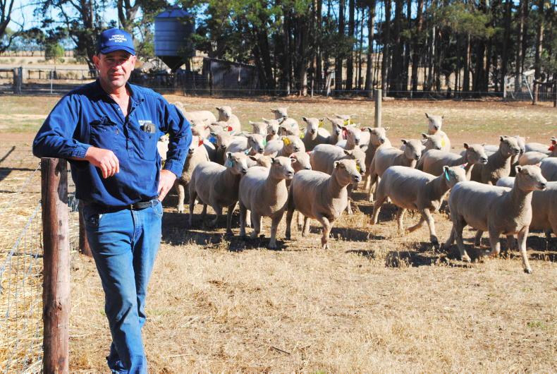 ‘Don’t go near them’: why Australian farmers go on holidays during lambing
