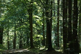 Call for forestry promotion project proposals
