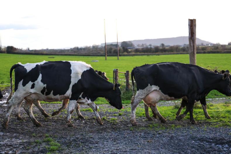 EU milk supply up 5% in January