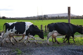 EU milk supply up 5% in January
