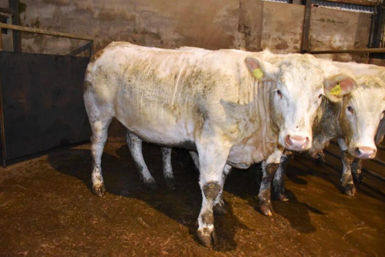 Consistent trade for cattle at Armoy Mart