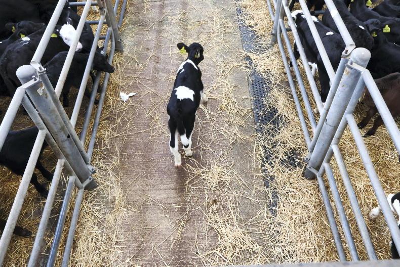 Calf exports down 20% on 2025 levels