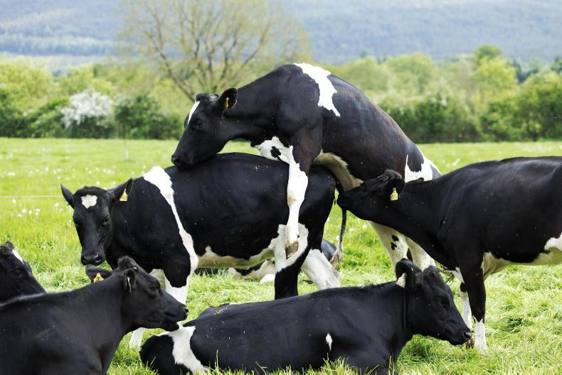 Trends in sexed semen fertility in dairy heifers