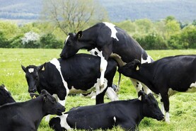 Trends in sexed semen fertility in dairy heifers