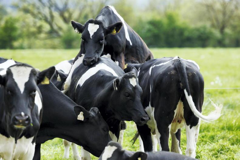 Managing heifers in the run-up to breeding