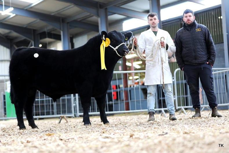 Cavan man receives €24,800 for three Angus bulls