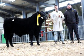 Cavan man receives €24,800 for three Angus bulls