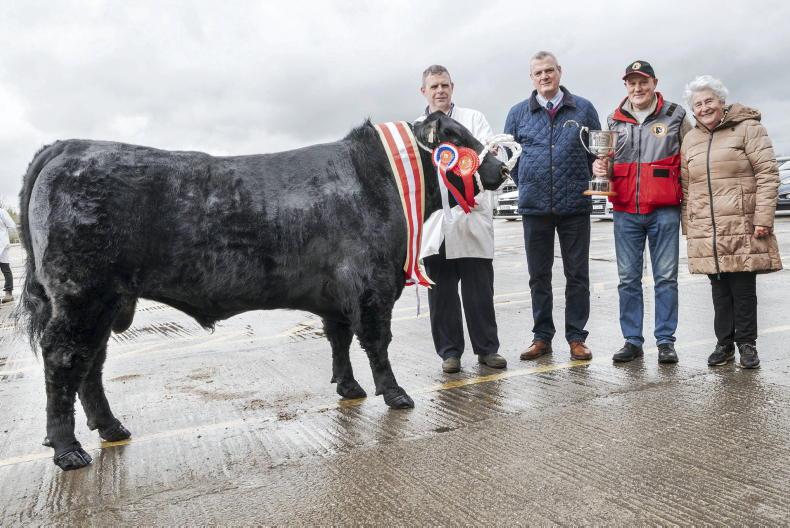 Angus bulls hit €5,800 in Munster