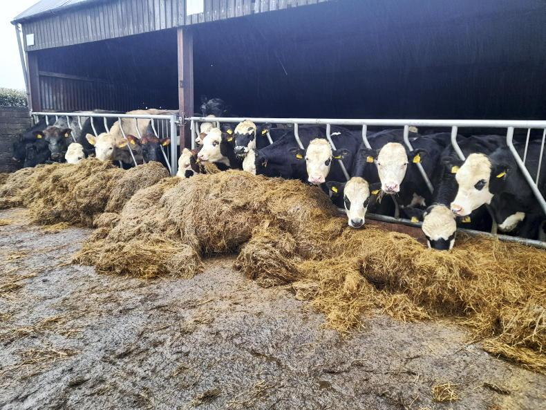 Patiently waiting for spring turnout