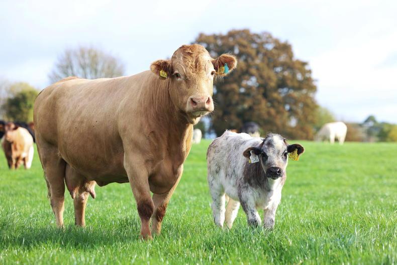 Year two brings changes to suckler cow scheme