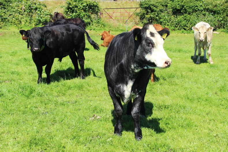 Vet's Corner: pre-breeding scanning for the spring season