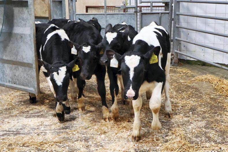 Camera at the Mart: good demand for Friesian heifer calves in Bandon