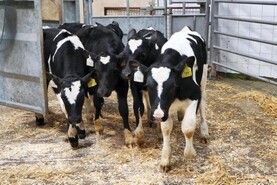 Camera at the Mart: good demand for Friesian heifer calves in Bandon