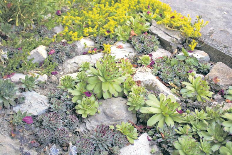 Gardening with Mary: garden on the rocks, anyone?