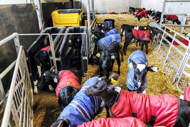 Top 10 tips when rearing calves 
