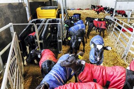 Top 10 tips when rearing calves 