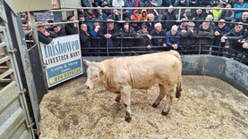 Camera at the Mart: solid trade for stores in Inishowen Mart