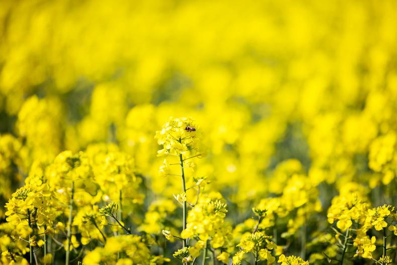 Dempsey at Large: diesel - why don't we just use our own? 