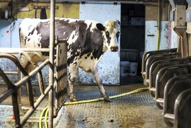 GDT sees its first downwards slide of 2026