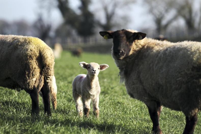 Early-Stage Support for Producer Organisations Scheme reopened