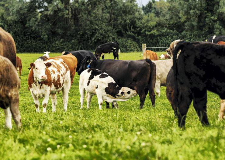 Kerry suckler farmer hit with €38,000 reactor blow