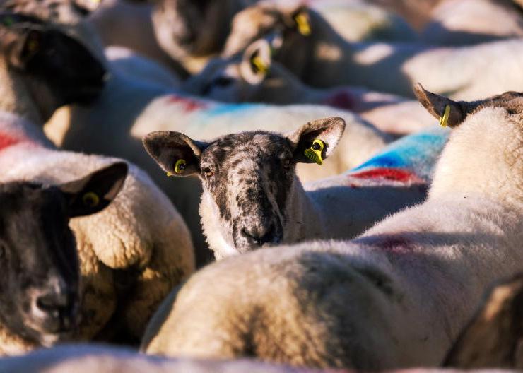 Frequently asked questions in the NSWS