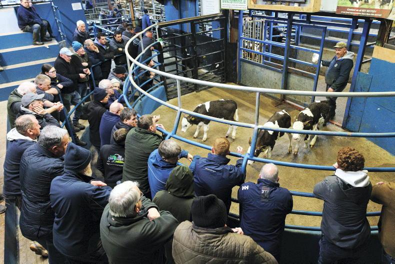 Calf price update: prices head south as peak passes