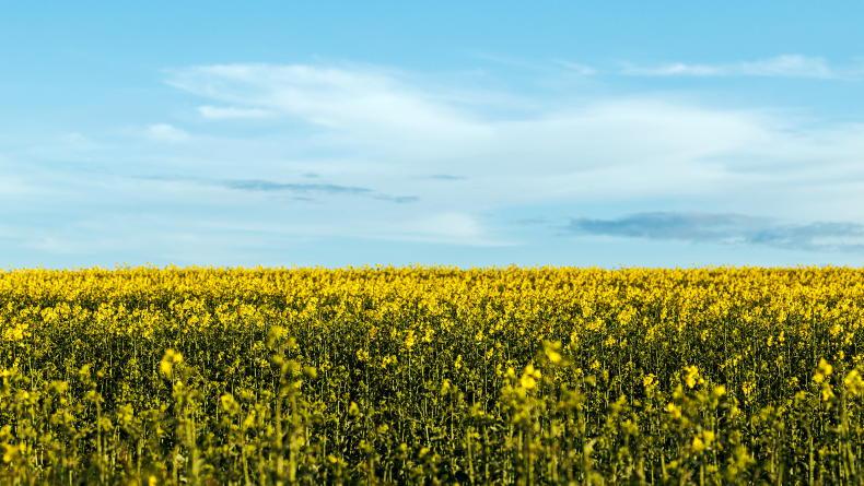 Spring sowing progress slow in many areas