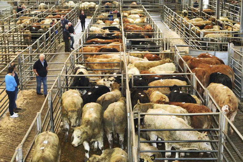 Grass cattle prices ease back in marts