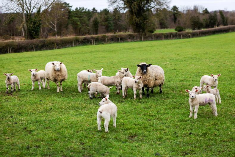 Sheep Management: payment numbers, SWS application and nematodirus