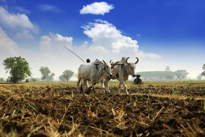 Fertiliser turmoil in 'the global village'