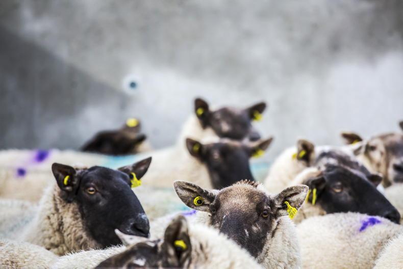 Farmers most reliant on CAP most at risk of cuts - Teagasc