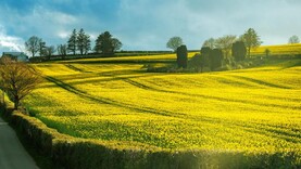 Grain Trends: prices drop for grain and oilseeds