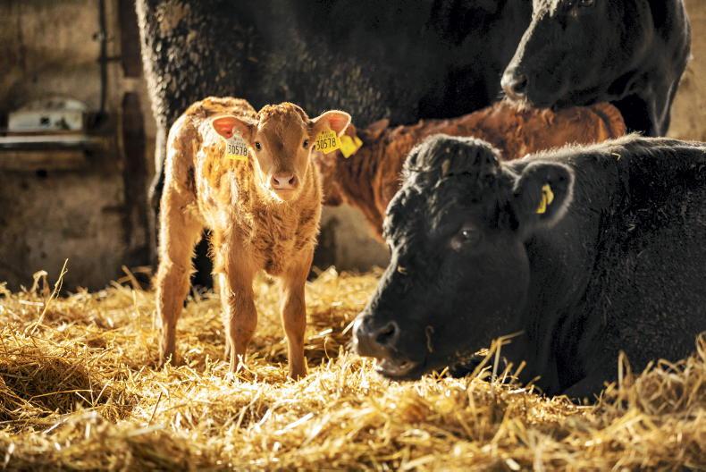 Significant reduction in BVD-positive calves