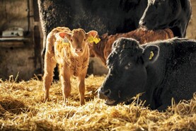 Significant reduction in BVD-positive calves
