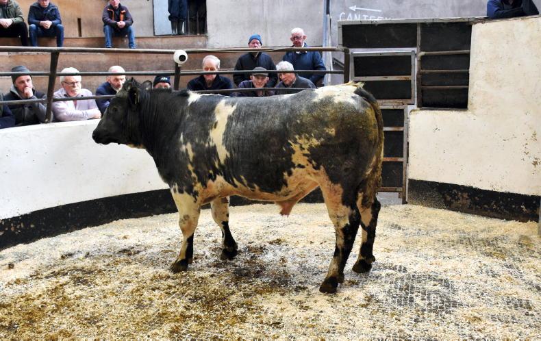 Northern View: NI beef cattle quotes remain unchanged