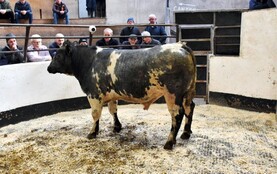 Northern View: NI beef cattle quotes remain unchanged