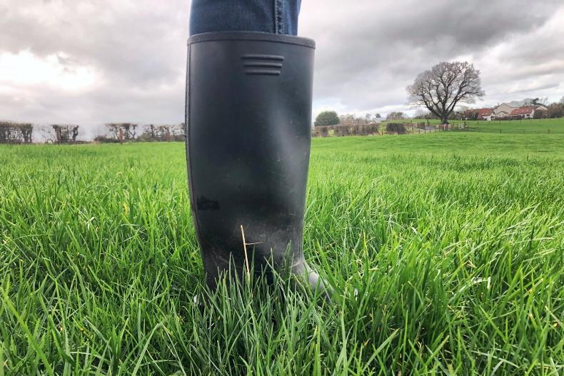 Dairy Management: high risk for grass tetany