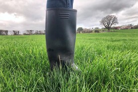 Dairy Management: high risk for grass tetany