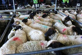 Camera at the Mart: hoggets sell to highs of €237/head in Ballinasloe