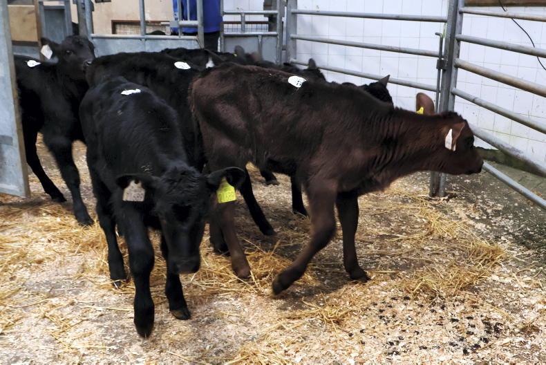 Camera at the Mart: steady trade as calf numbers ease in Bandon