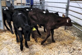 Camera at the Mart: steady trade as calf numbers ease in Bandon