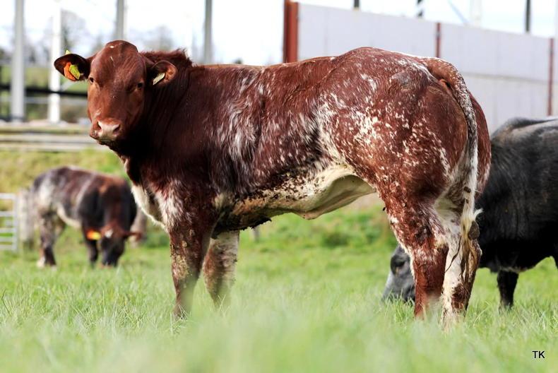 Nine-month-old Belgian Blue-cross heifer sells for €7,700  in Carrigallen 